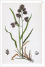 Dactylis Glomerata Rough Cock's-Foot-Grass by Anonymous