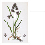 Dactylis Glomerata Rough Cock's-Foot-Grass by Anonymous