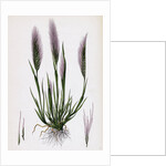 Festuca Uniglumis Single-Glumed Fescue-Grass by Anonymous