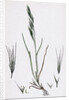 Festuca Sciuroides Barren Fescue-Grass by Anonymous
