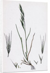 Festuca Sciuroides Barren Fescue-Grass by Anonymous