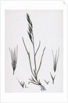 Festuca Sciuroides Barren Fescue-Grass by Anonymous
