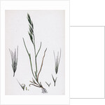 Festuca Sciuroides Barren Fescue-Grass by Anonymous