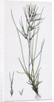 Festuca Ovina Vivipara Sheep's Fescue-Grass Viviparous Form by Anonymous