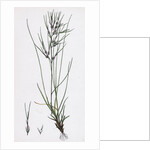 Festuca Ovina Vivipara Sheep's Fescue-Grass Viviparous Form by Anonymous