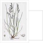 Festuca Duriuscula Hard Fescue-Grass by Anonymous