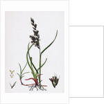 Festuca Arenaria Creeping Fescue-Grass by Anonymous