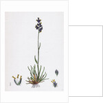 Poa Bulbosa Bulbous Meadow-Grass by Anonymous