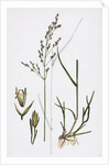 Poa Nemoralis Var. Parnellii Wood Meadow-Grass Var. E. by Anonymous