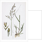 Poa Nemoralis Var. Parnellii Wood Meadow-Grass Var. E. by Anonymous