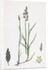 Poa Compressa Flat-Stemmed Meadow-Grass by Anonymous