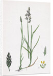 Poa Compressa Flat-Stemmed Meadow-Grass by Anonymous