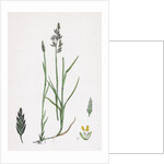 Poa Compressa Flat-Stemmed Meadow-Grass by Anonymous