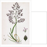 Poa Pratensis Var. Genuina Smooth Meadow-Grass Var. A. by Anonymous