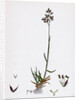 Poa Pratensis Var. Subcaerulea Smooth Meadow-Grass Var. Y. by Anonymous