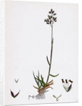Poa Pratensis Var. Subcaerulea Smooth Meadow-Grass Var. Y. by Anonymous