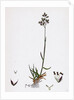Poa Pratensis Var. Subcaerulea Smooth Meadow-Grass Var. Y. by Anonymous