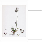 Poa Pratensis Var. Subcaerulea Smooth Meadow-Grass Var. Y. by Anonymous