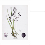 Briza Media Common Quaking-Grass by Anonymous