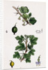 Ribes Grossularia Gooseberry by Anonymous