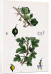 Ribes Grossularia Gooseberry by Anonymous