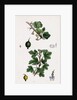 Ribes Grossularia Gooseberry by Anonymous