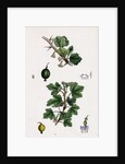 Ribes Grossularia Gooseberry by Anonymous