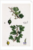 Ribes Grossularia Gooseberry by Anonymous