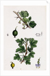 Ribes Grossularia Gooseberry by Anonymous