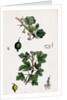 Ribes Grossularia Gooseberry by Anonymous