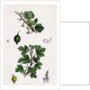 Ribes Grossularia Gooseberry by Anonymous
