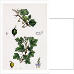 Ribes Grossularia Gooseberry by Anonymous