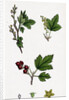 Ribes Alpinum Tasteless Mountain Currant by Anonymous