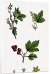 Ribes Alpinum Tasteless Mountain Currant by Anonymous