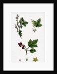 Ribes Alpinum Tasteless Mountain Currant by Anonymous