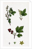 Ribes Alpinum Tasteless Mountain Currant by Anonymous