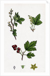 Ribes Alpinum Tasteless Mountain Currant by Anonymous
