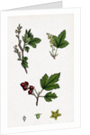 Ribes Alpinum Tasteless Mountain Currant by Anonymous