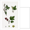 Ribes Alpinum Tasteless Mountain Currant by Anonymous