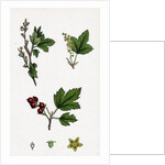 Ribes Alpinum Tasteless Mountain Currant by Anonymous