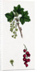 Ribes Rubrum Var. Sativum Red Currant by Anonymous