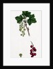 Ribes Rubrum Var. Sativum Red Currant by Anonymous