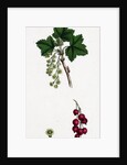 Ribes Rubrum Var. Sativum Red Currant by Anonymous