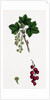 Ribes Rubrum Var. Sativum Red Currant by Anonymous