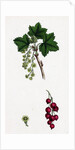 Ribes Rubrum Var. Sativum Red Currant by Anonymous