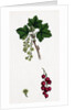 Ribes Rubrum Var. Sativum Red Currant by Anonymous