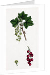 Ribes Rubrum Var. Sativum Red Currant by Anonymous