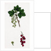 Ribes Rubrum Var. Sativum Red Currant by Anonymous