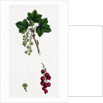 Ribes Rubrum Var. Sativum Red Currant by Anonymous