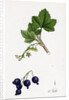 Ribes Nigrum Black Currant by Anonymous